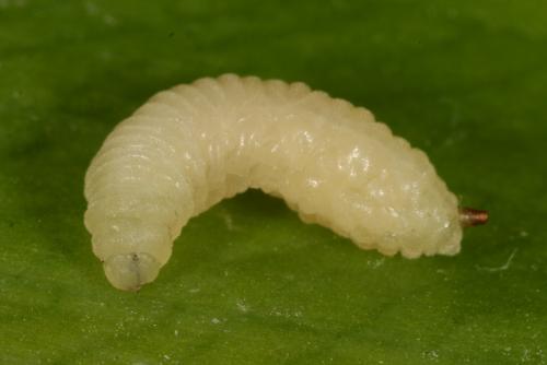 Cheilosia fasciata